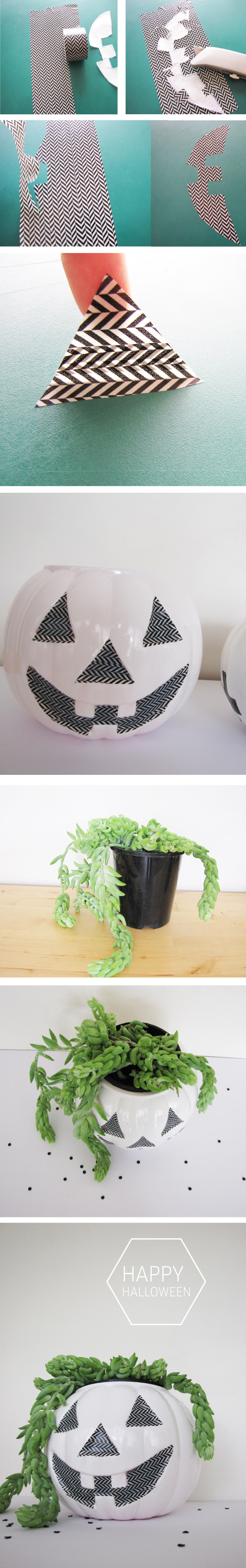 TOMFO-plant-pumpkin