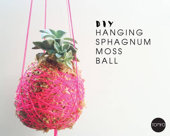 How to Make DIY Moss Balls - An Easy, Low-Cost DIY Project - Songbird