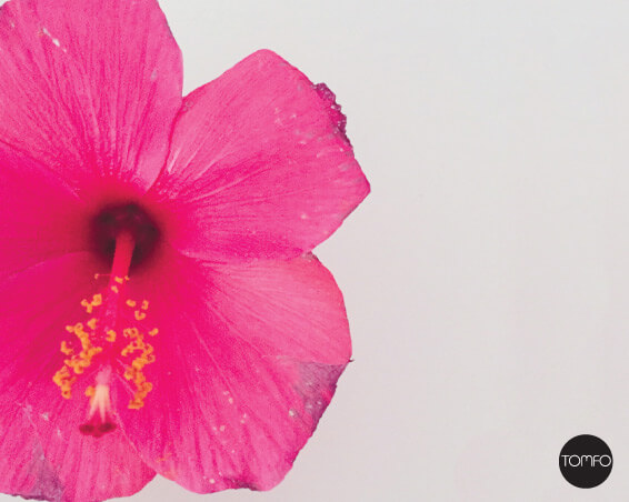 Hibiscus-Art-Print-inspiration-Tomfo