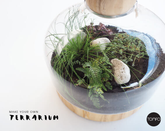 A Terrarium How-to