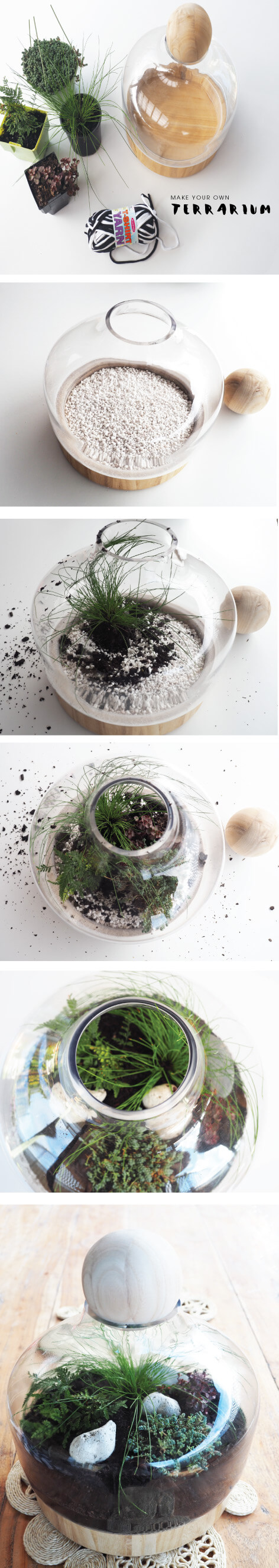 The-plants-I-used-to-make-a-Terrarium-Tomfo