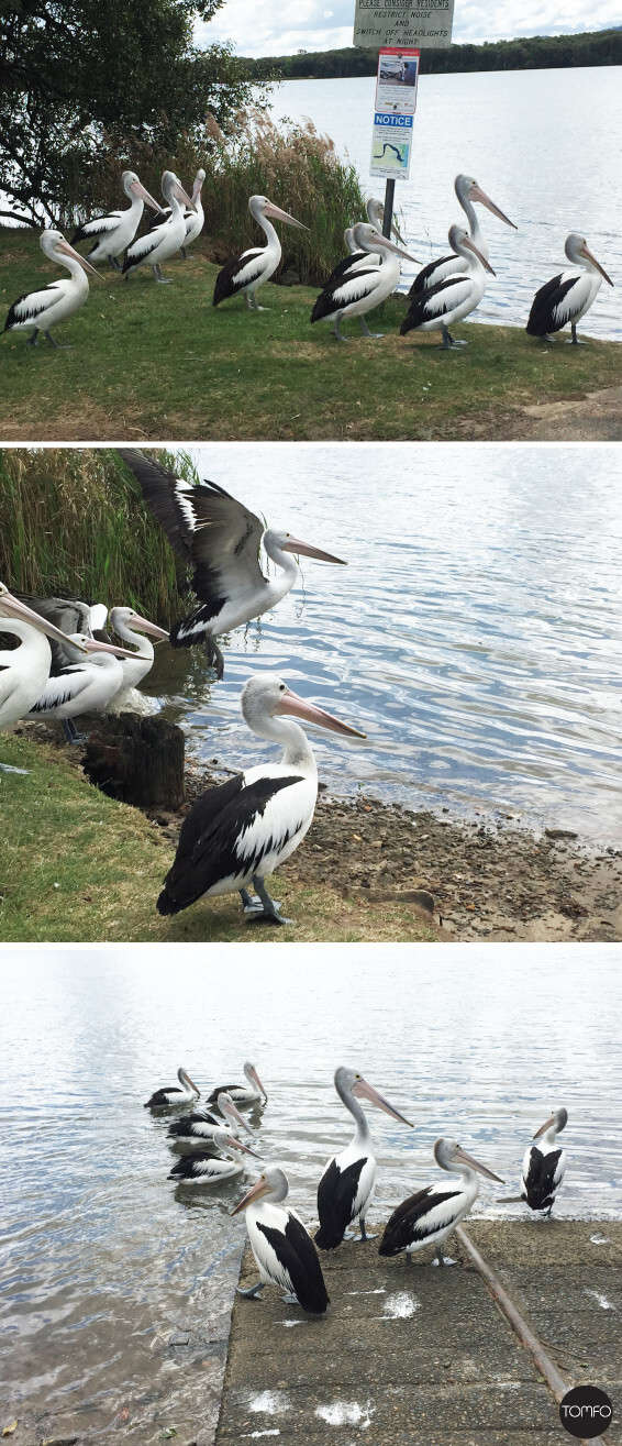 Maclean-pelicans-yamba-Tomfo