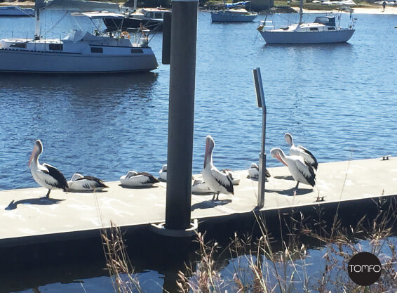 Wharf-pelicans-yamba-Tomfo