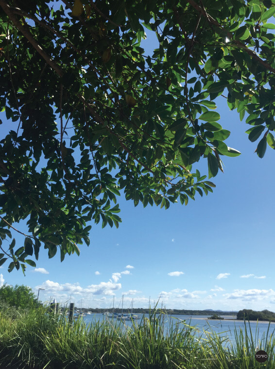 TOMFO-Clarence-river-tree